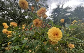 Siertuin Gooilust