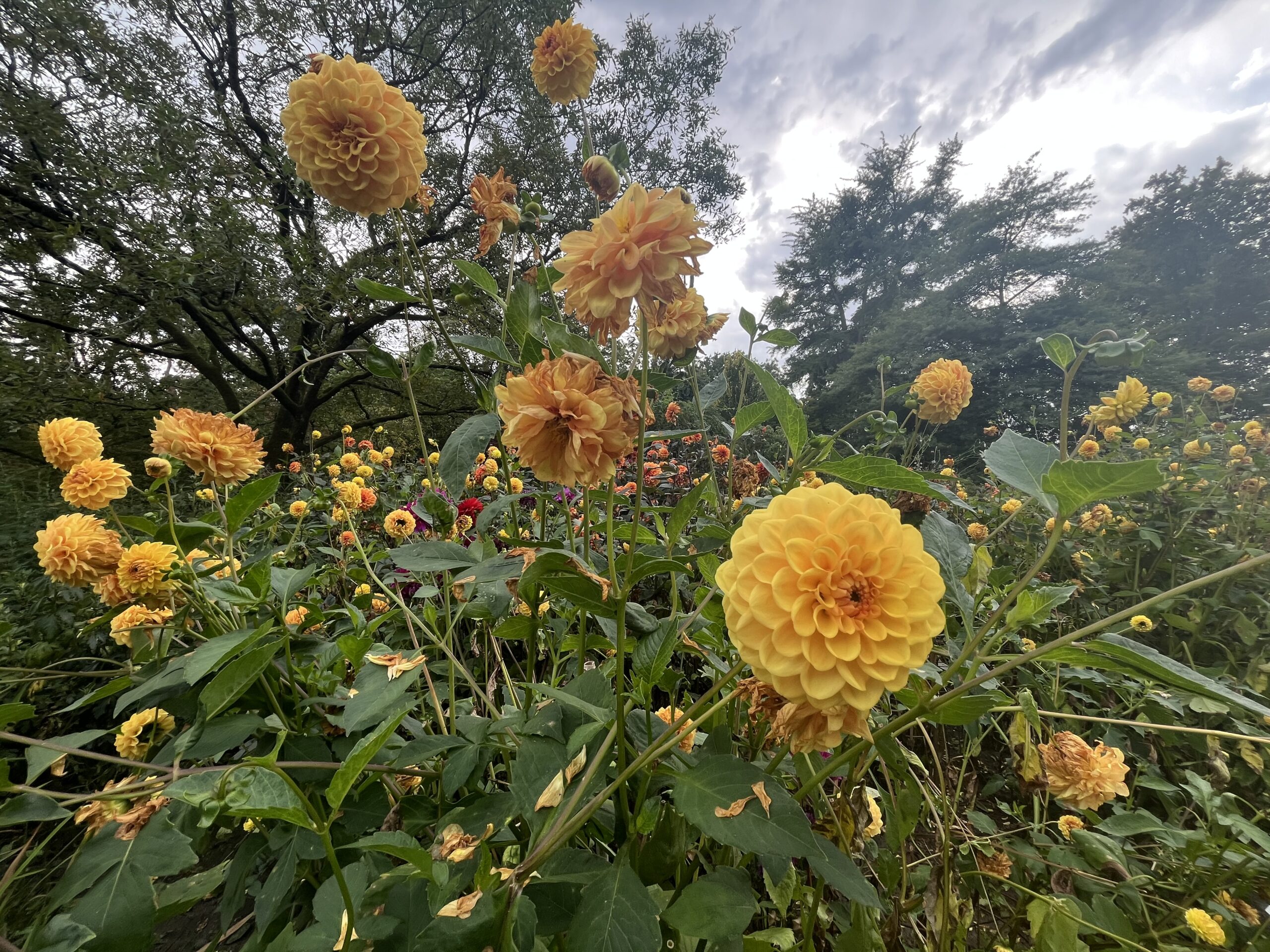 Siertuin Gooilust